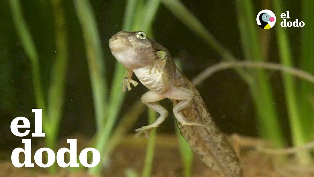 animales de desarrollo indirecto en su fase joven