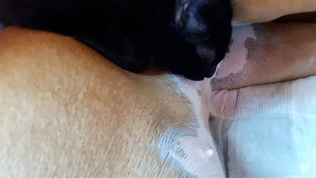 hombres haciendo el amor con animales