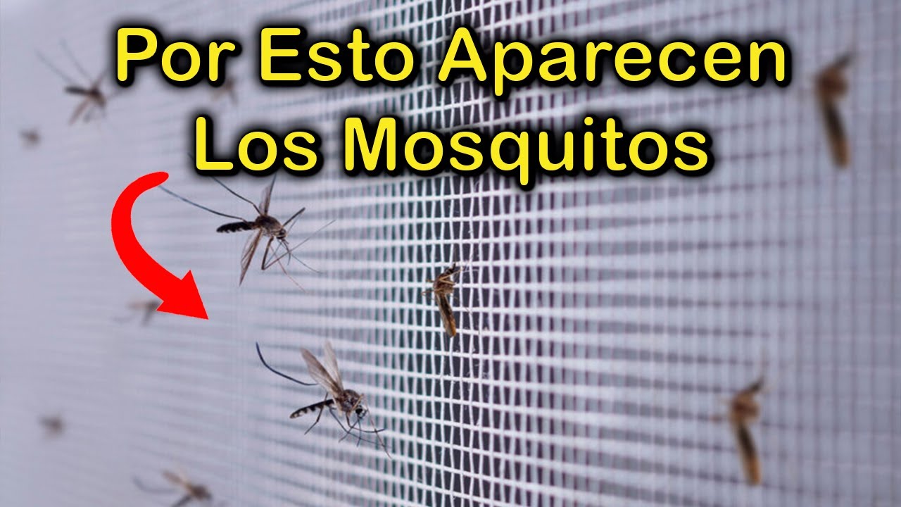 mosquitos pequeños en casa significado espiritual