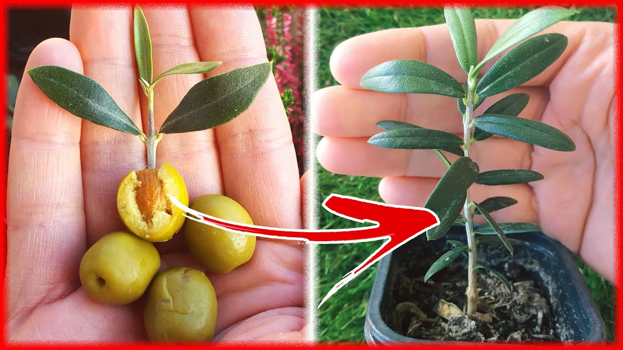 se puede plantar un hueso de aceituna