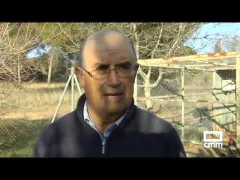 traspaso de negocio de gallinas camperas