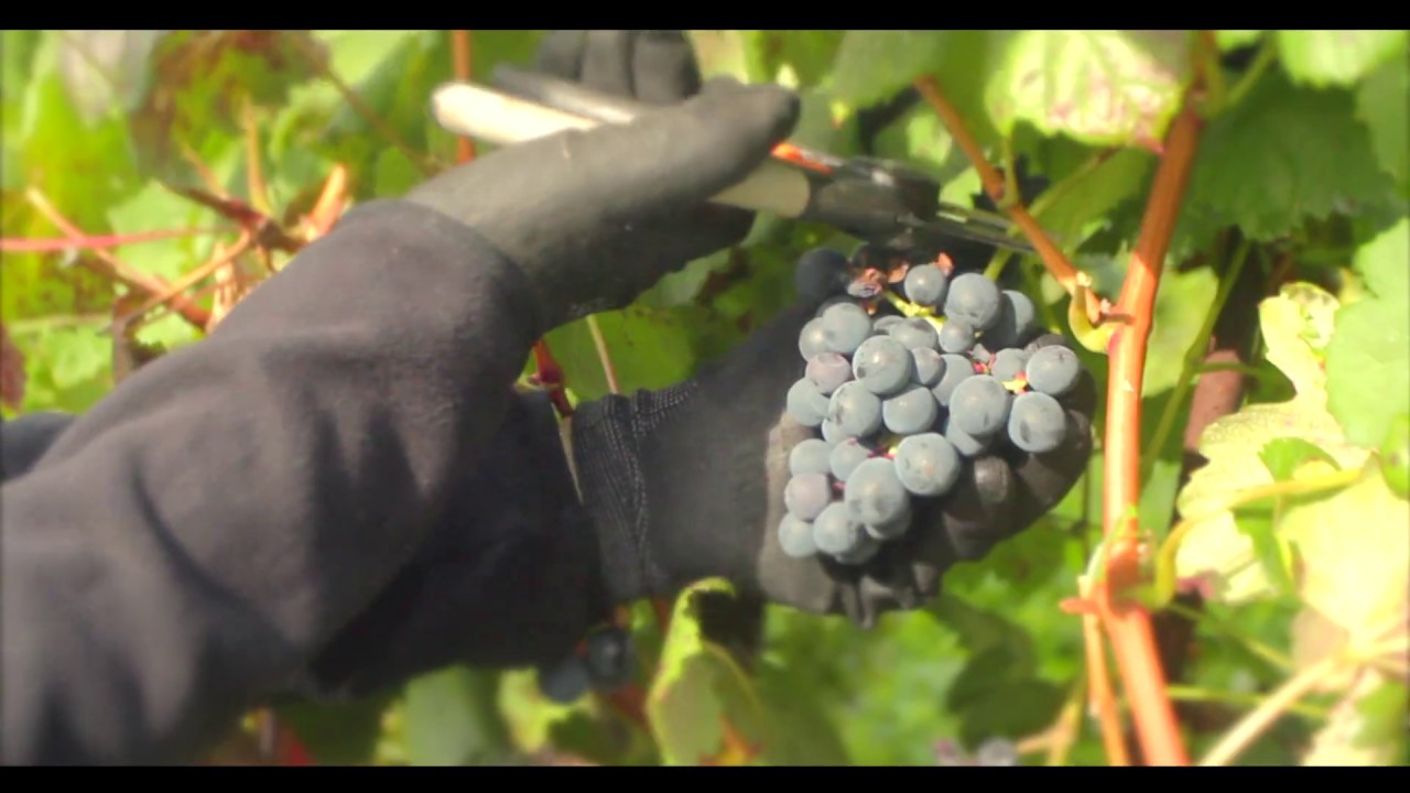 vinos de cantabria con denominación de origen