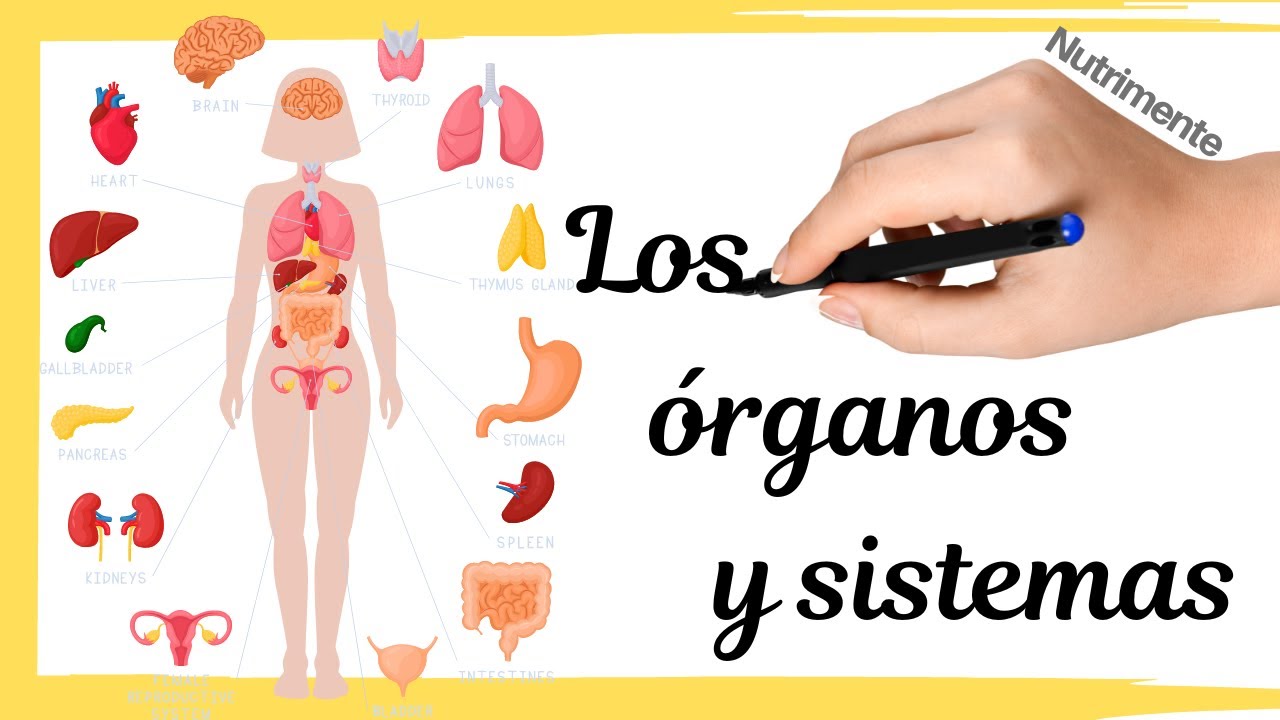 conjunto de organos con una funcion determinada