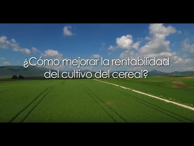 cuando se siembra el cereal en españa