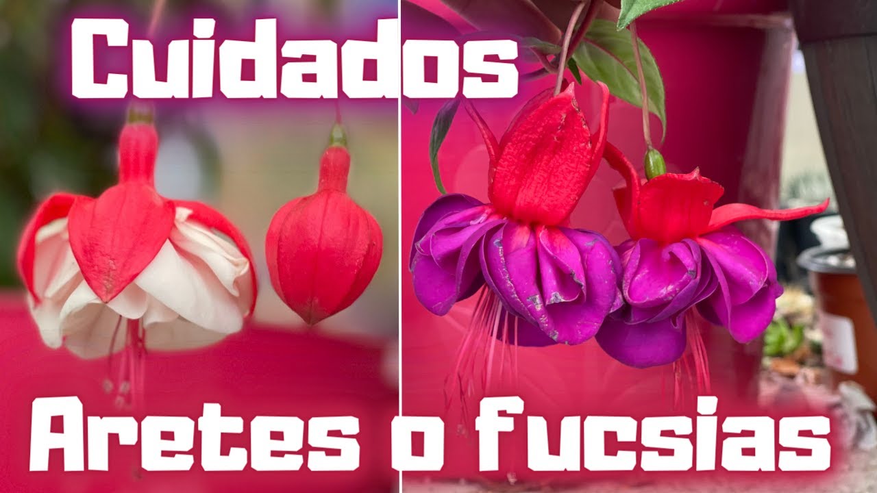cuidados de los pendientes de la reina