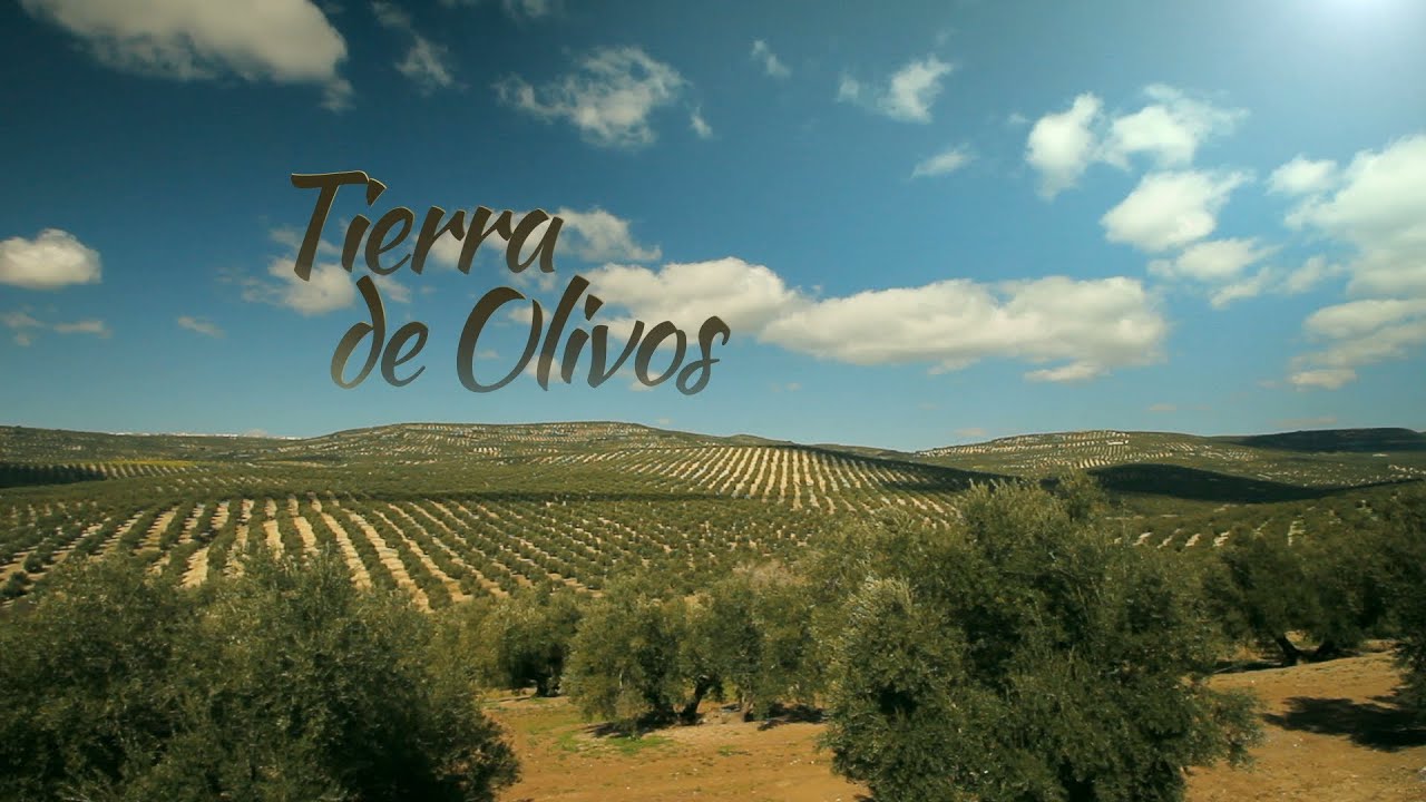 donde hay más olivos en españa
