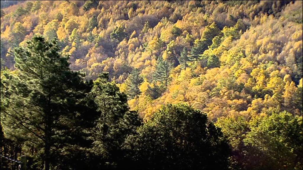 el pais de los bosques de hierro