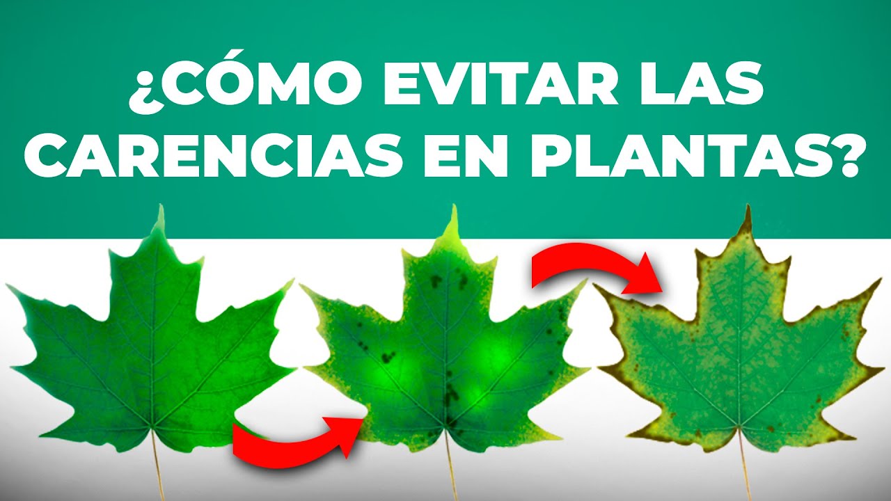 tabla de carencias y excesos completa