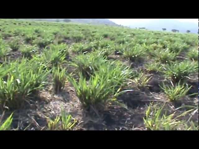 terreno de pasto común a dos o más pueblos