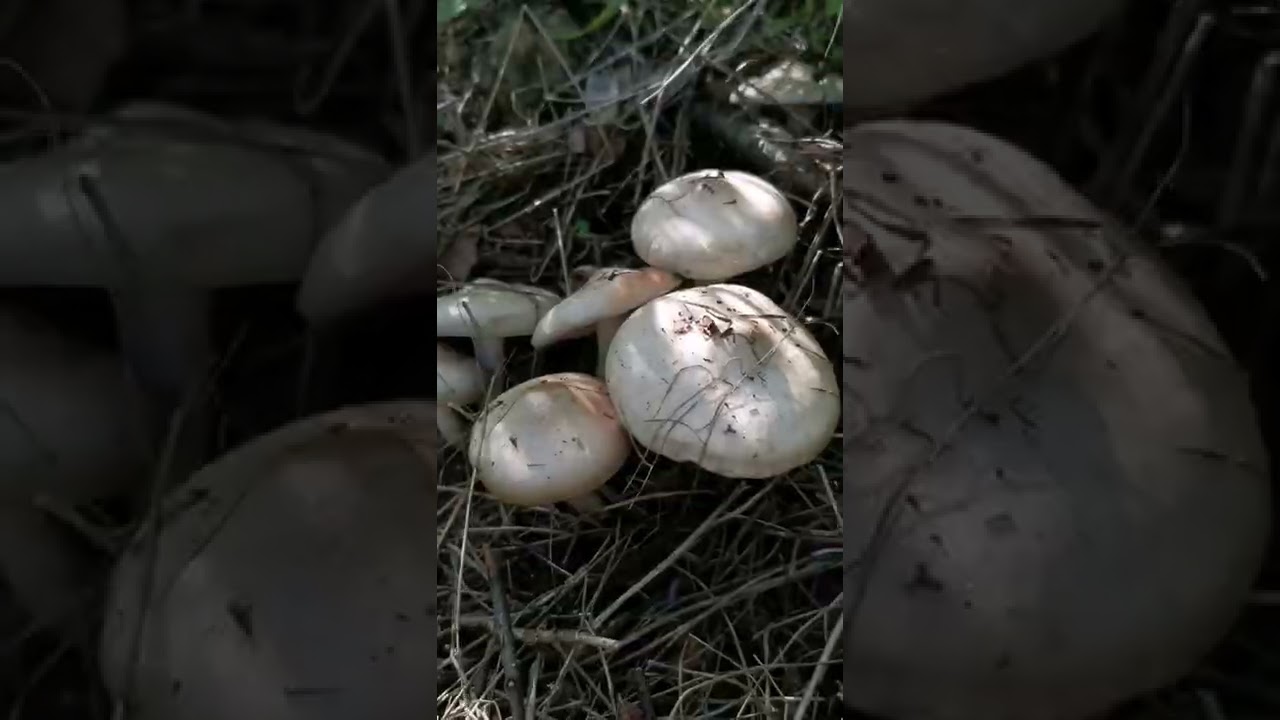 cuanto tardan en salir las setas despues de la lluvia