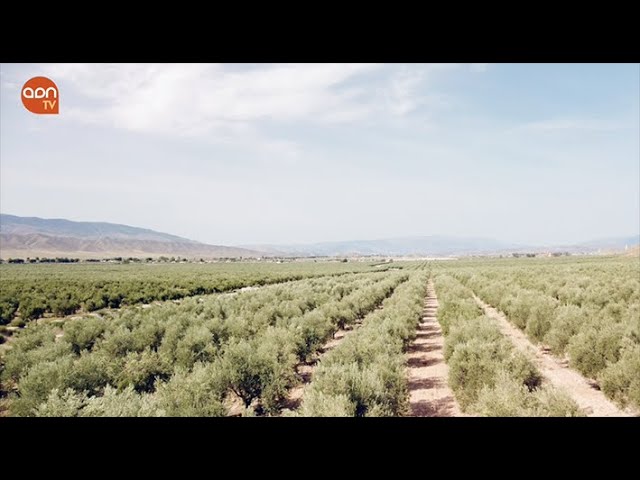 mayor productor de aceite de oliva en españa