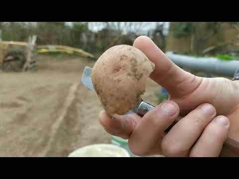 cuando se plantan las patatas en catalunya