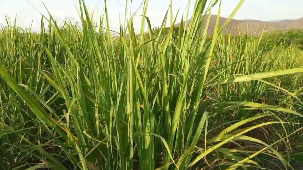 cuanto dinero da una hectárea de cereal