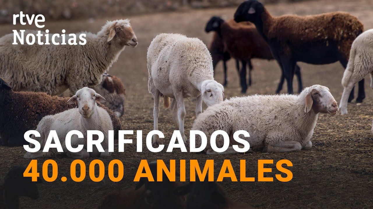 enfermedad de las ovejas en castilla la mancha