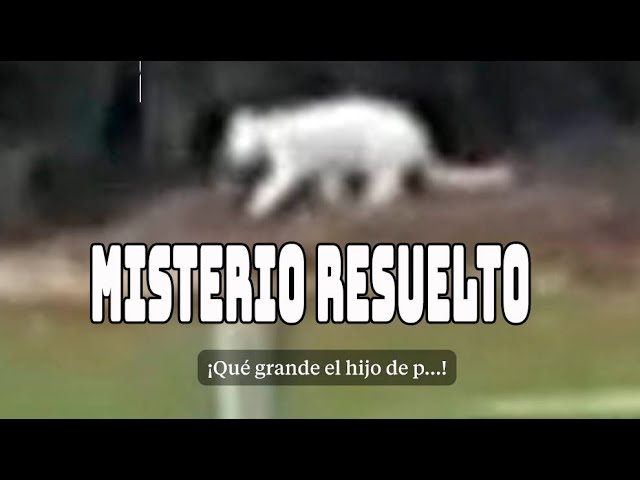 felino en los barrios ultimas noticias