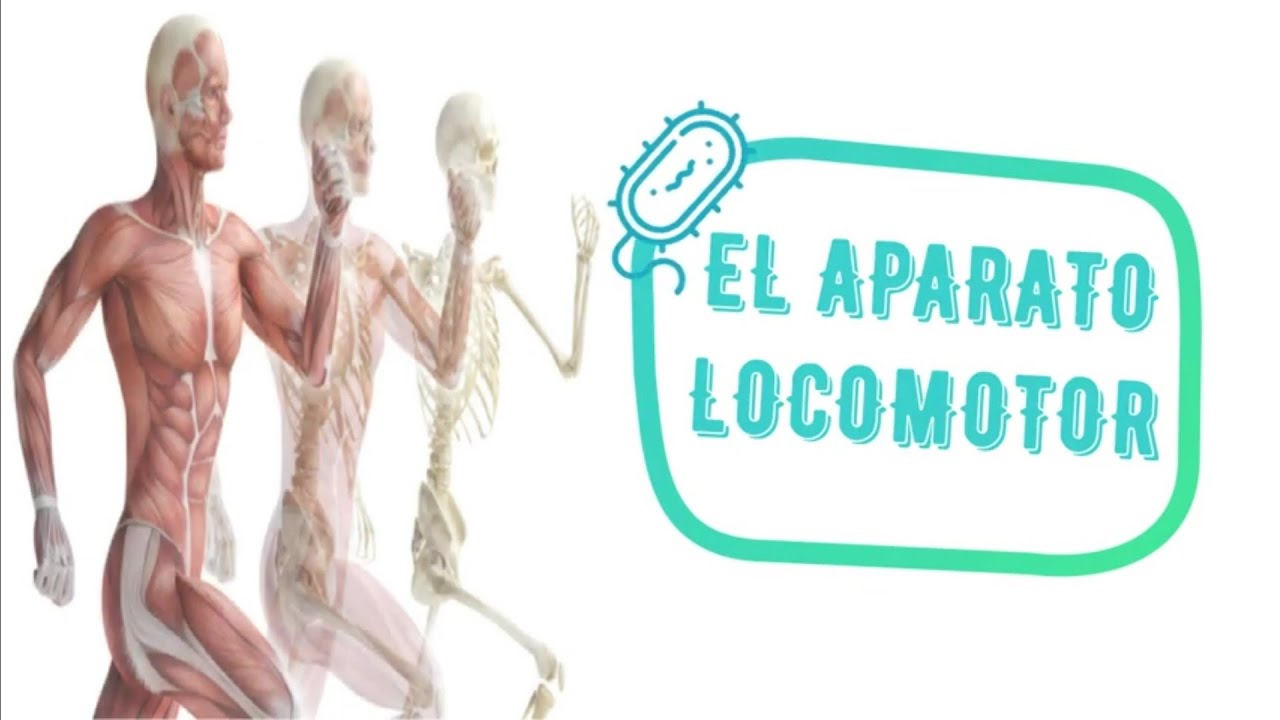 habitos saludables para el aparato locomotor