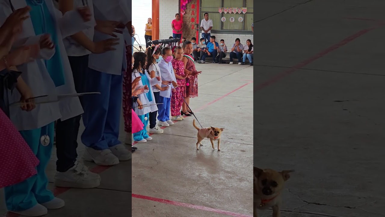 hay que llevar mascarilla en el veterinario