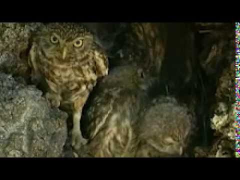 inventario español del patrimonio natural y de la biodiversidad